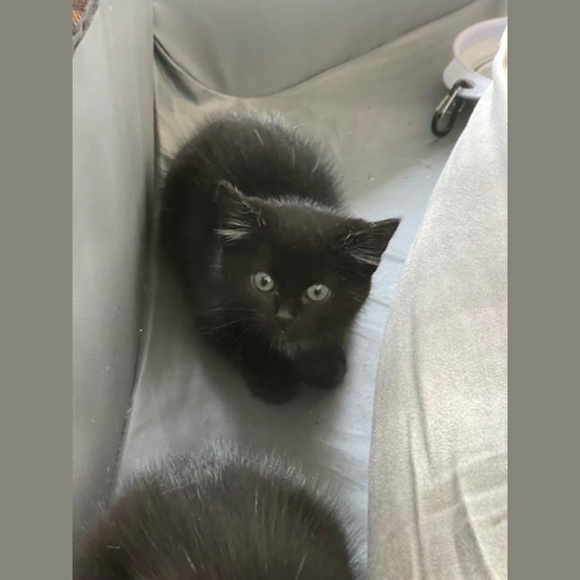 Photo of Clyde