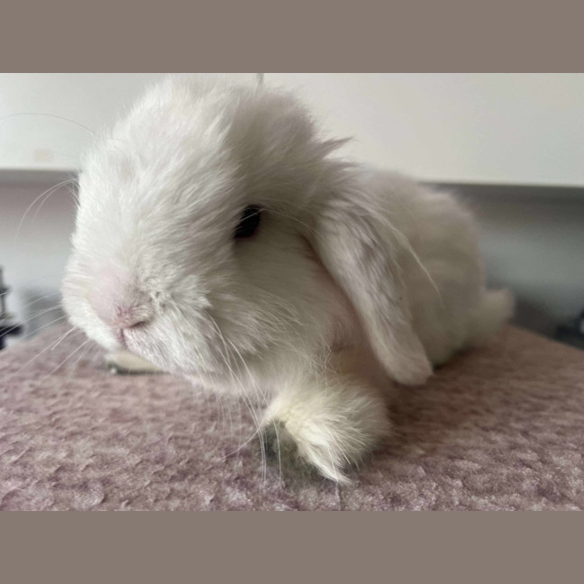 Photo of Chip