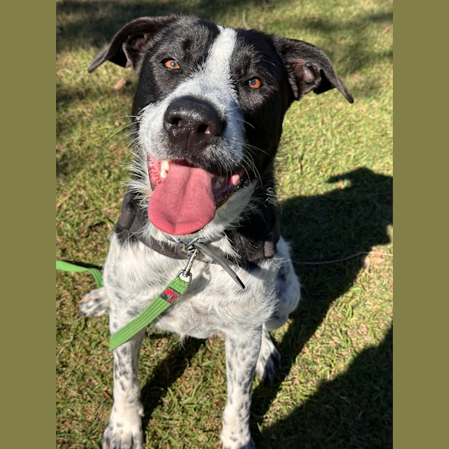 Photo of Daisy