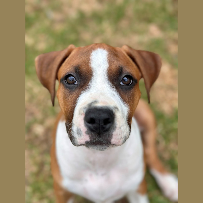 Photo of Poppy