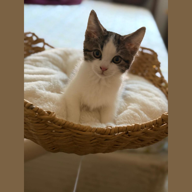 Photo of Pebble