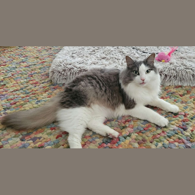 Photo of Sully   In Foster Care In Doncaster