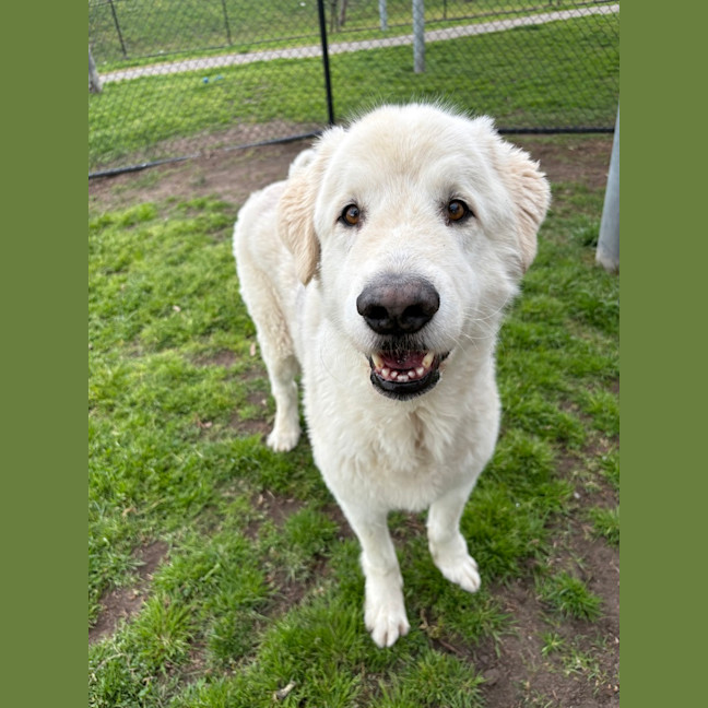 Photo of Kimba