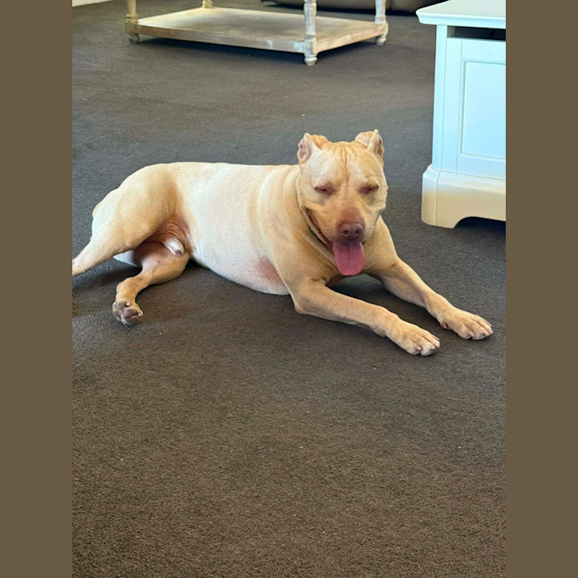 Photo of Topaz   7 Year Old Staffy