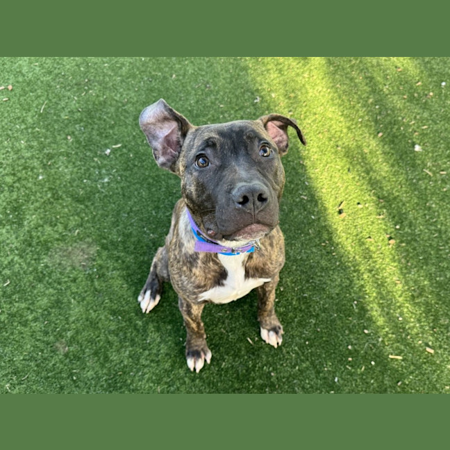 Photo of Nougat Imp 1804