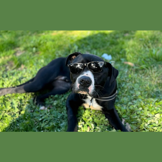Photo of Draco