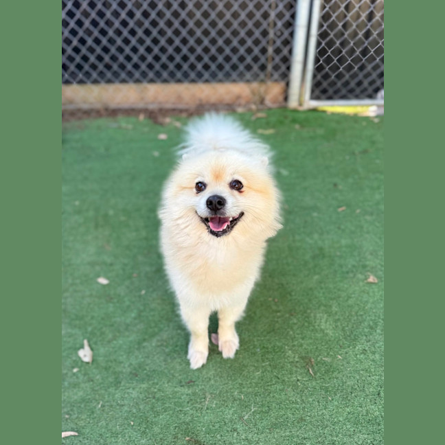 Photo of Spike