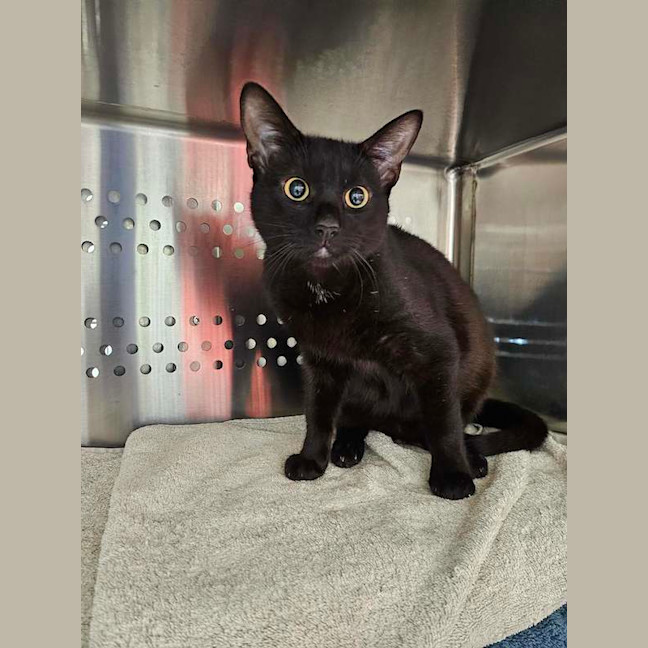 Photo of Spook