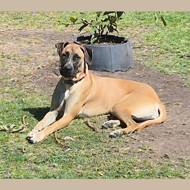 Photo of Whippy   1 Year Old Ridgeback X Great Dane