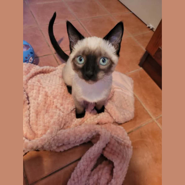 Photo of Cookie