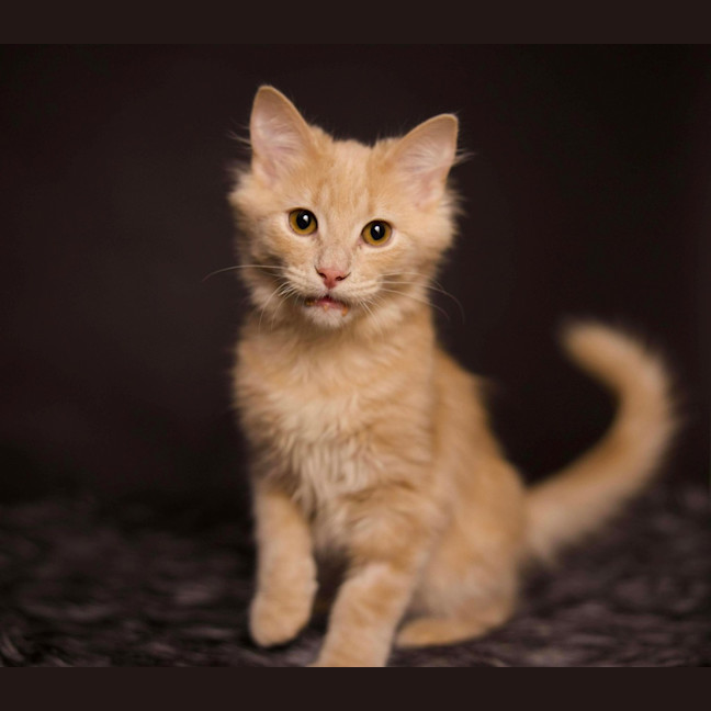 Photo of Felix
