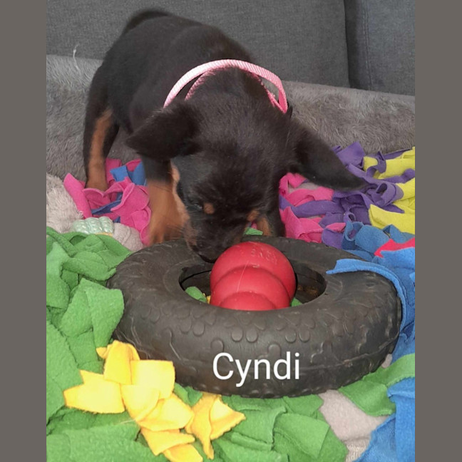 Photo of Cyndi