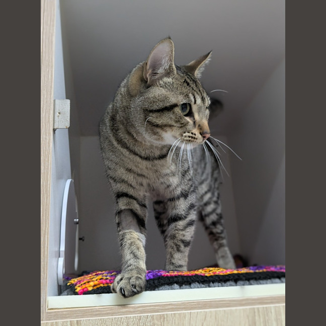 Photo of 🧃 Archibald 6433 🧃