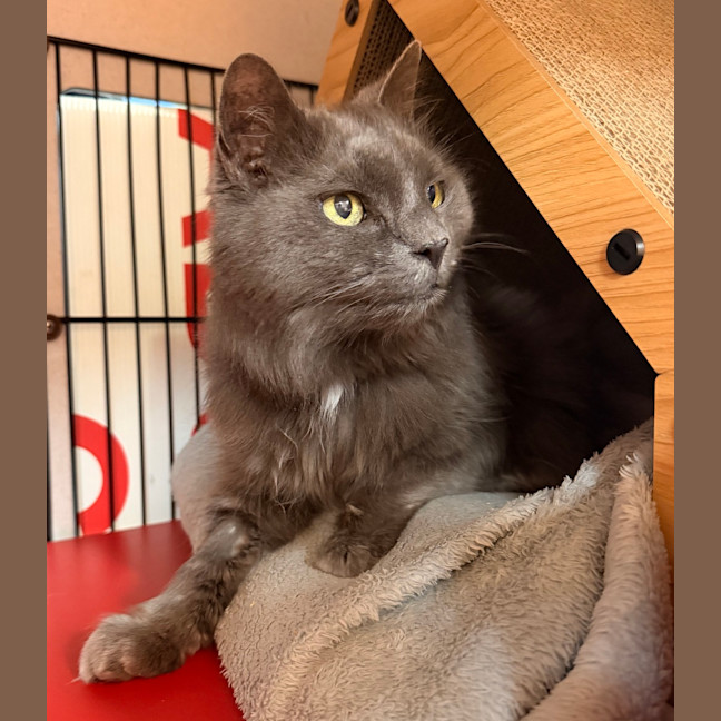 Photo of Puss