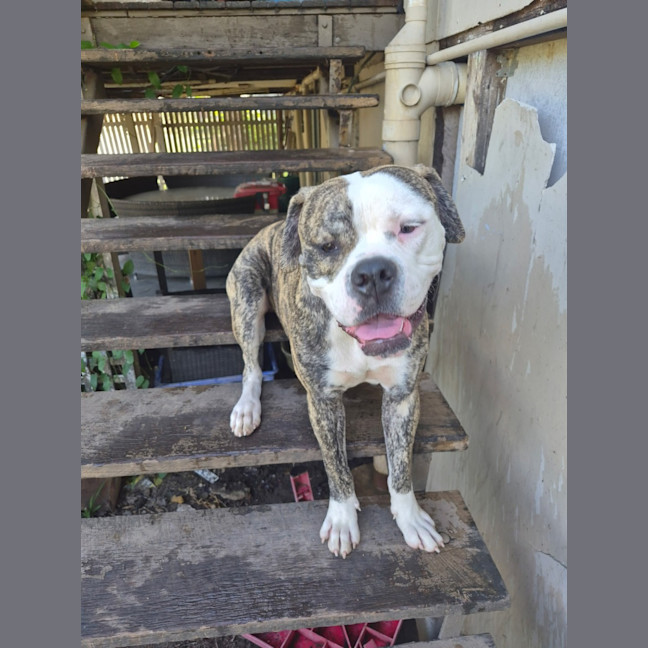 Photo of Buster