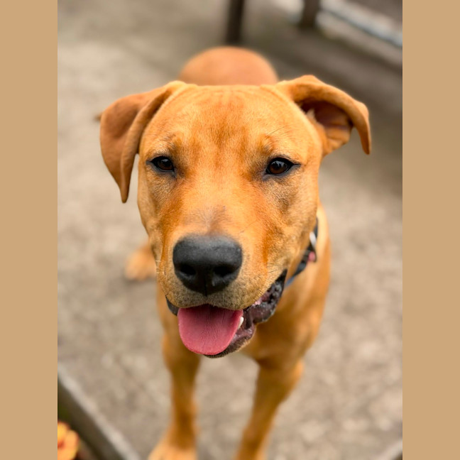 Photo of Cooper