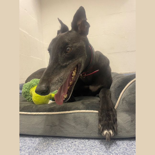 Photo of D1251 Colby