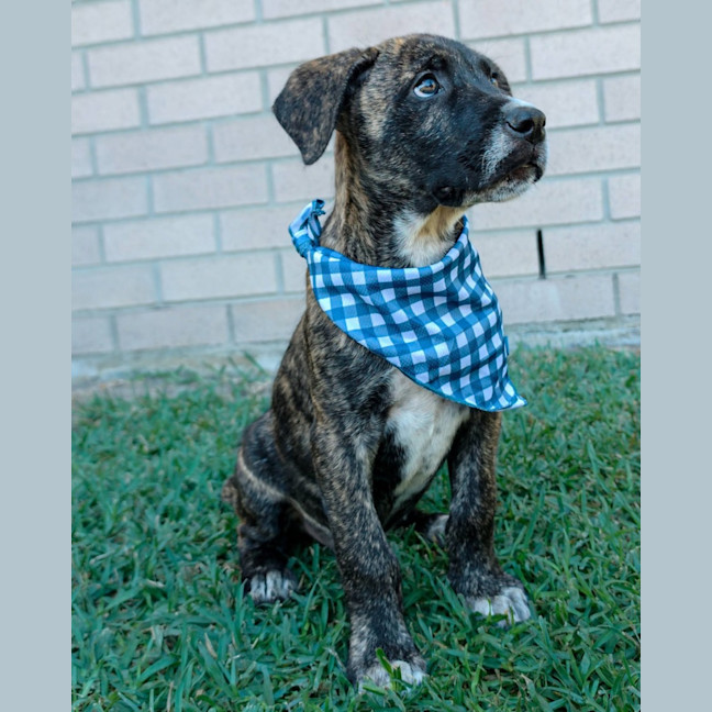 Photo of Churro