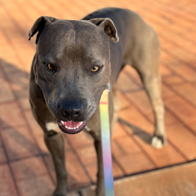Photo of Asha