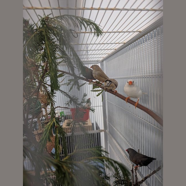 Photo of The Feathered Lucky Charms