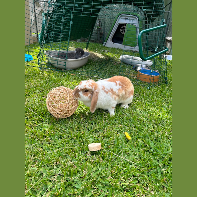 Photo of Dibbles & Dobbles