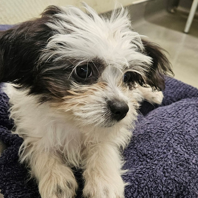 Photo of Phoebe