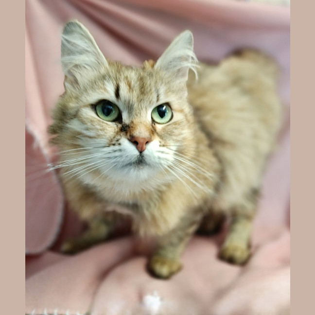 Photo of Tawny / Cat 18