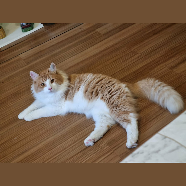 Photo of Mango