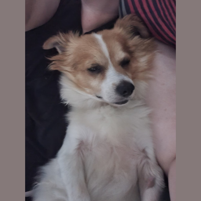Photo of Elvis   9yo Mixed Breed (On Trial 10/9/24)
