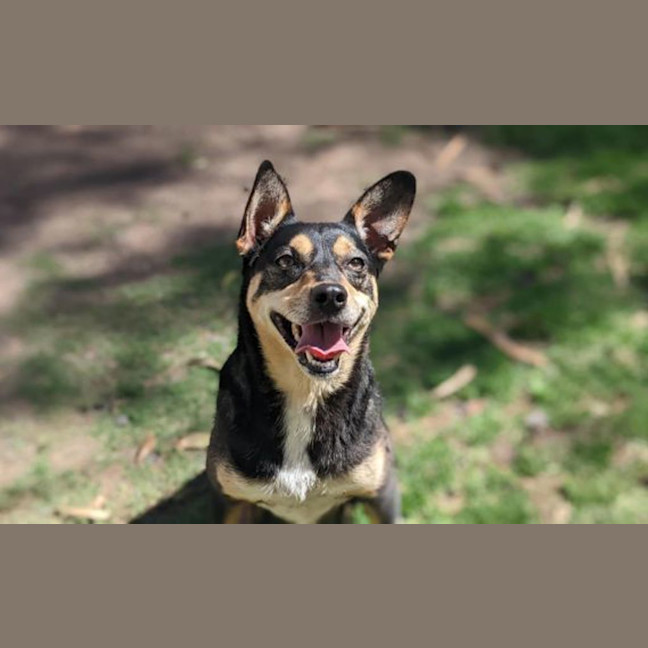 Photo of Pixie