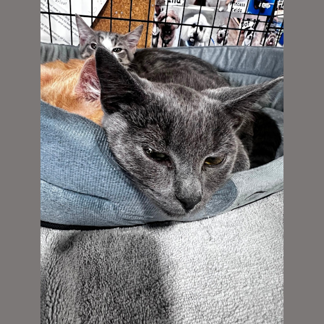 Photo of Pebbles 