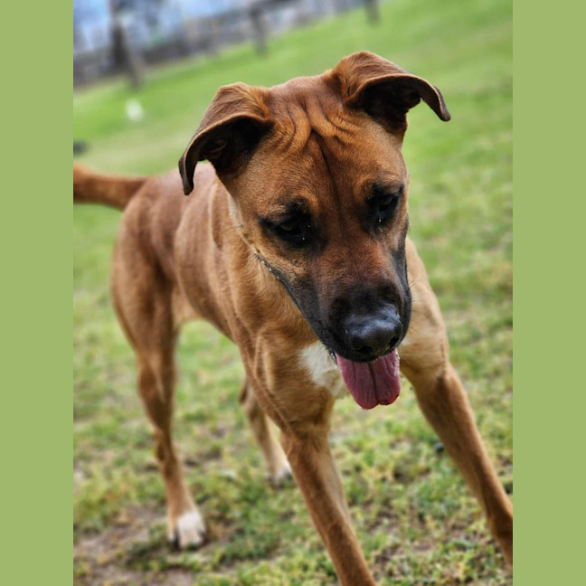 Photo of 🌹 Rose 6167 🌹