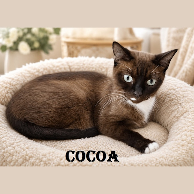 Photo of Cocoa