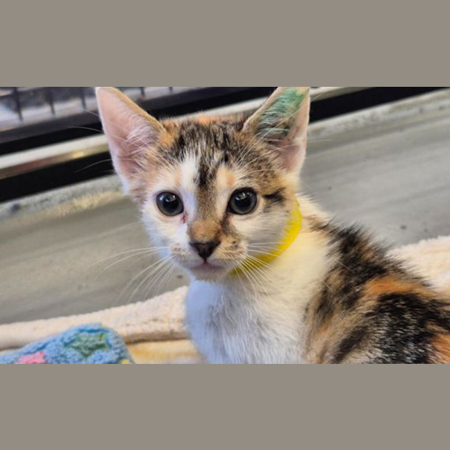Photo of Tink