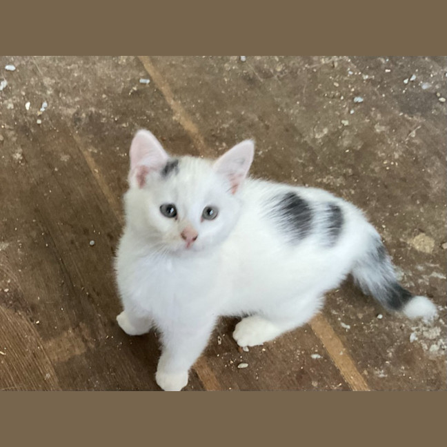 Photo of Dot