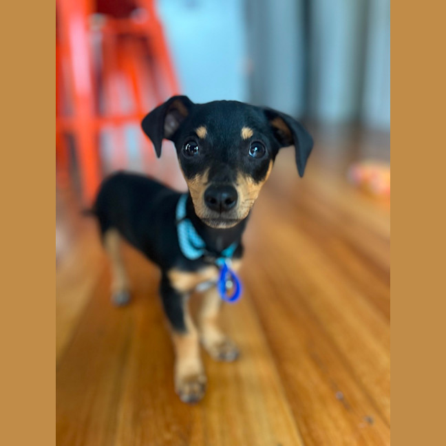 Photo of Bert   14 Week Old Mixed Breed