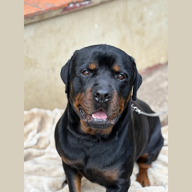 Photo of Beau