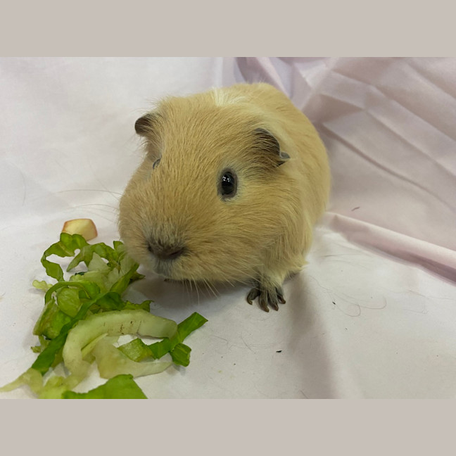 Photo of Bok Choy (Bonded With Choy Sum)