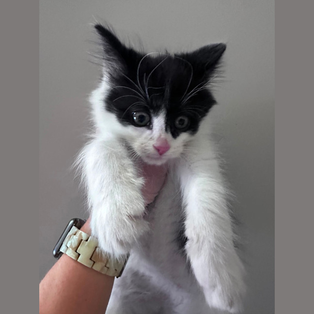 Photo of Rolly 