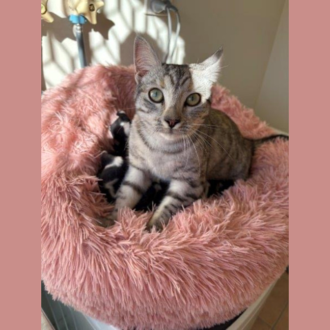 Photo of Arianna Quinnell