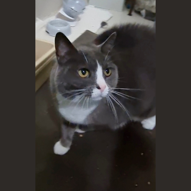 Photo of Dumpling