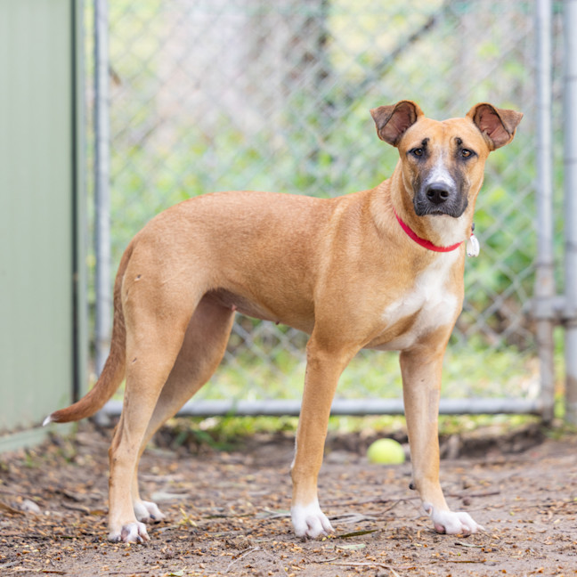 Photo of Scarlet