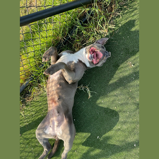 Photo of Zena Imp 1167