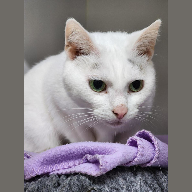 Photo of 🫶 Finn 6713 🫶