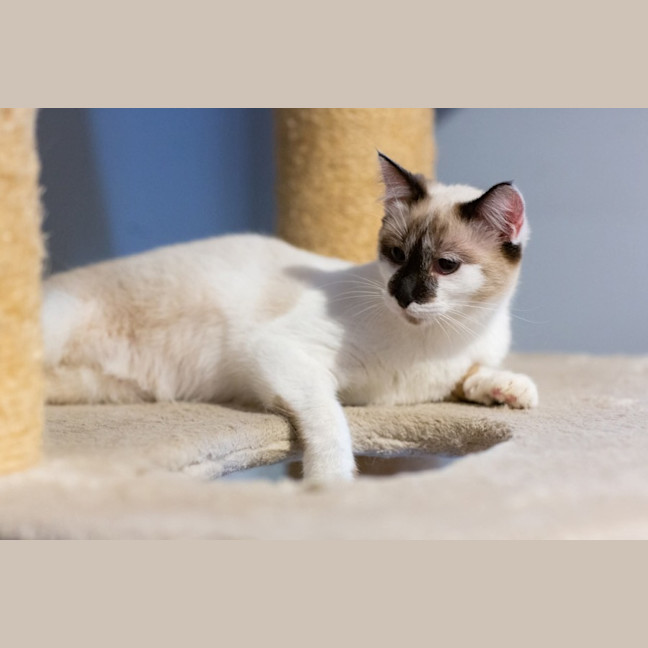 Photo of Willow 😻🌈