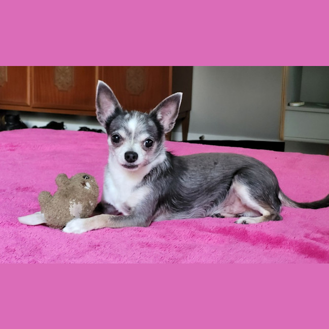 Photo of Hugo And Rocky