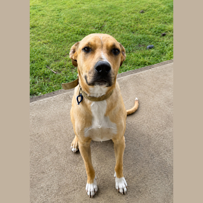 Photo of Timmy   11 Month Old Mastiff X