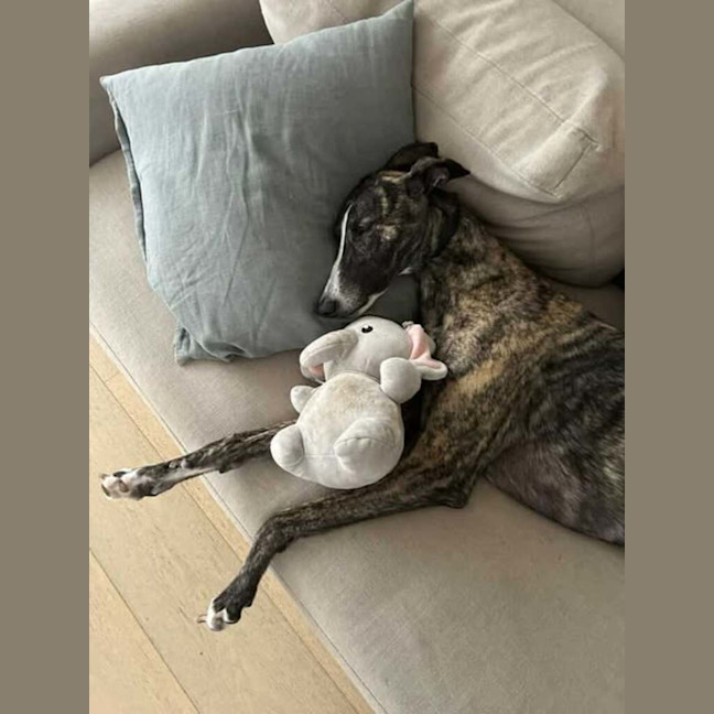 Photo of Maia, The Greyhound