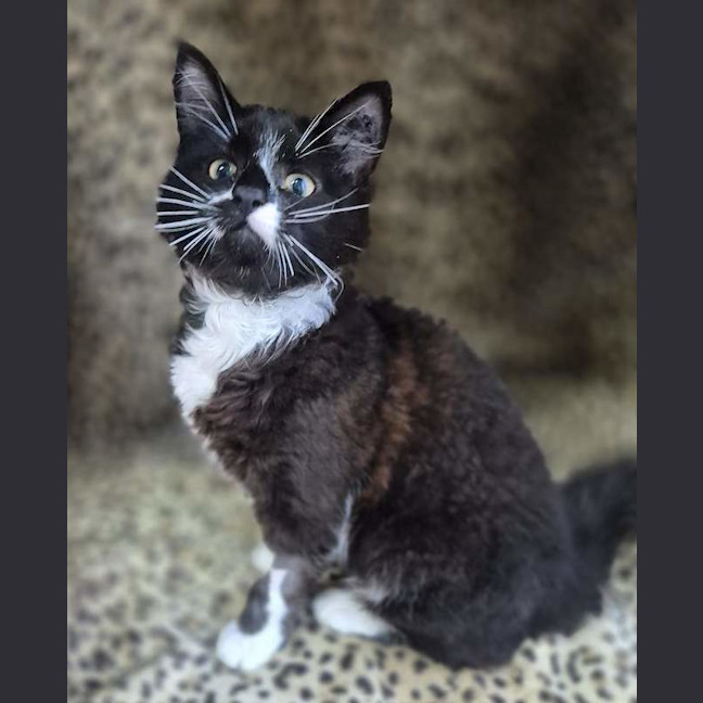 Photo of Truffle