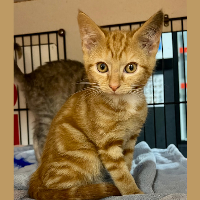 Photo of Beanie